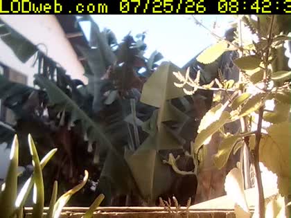 2026-07-25