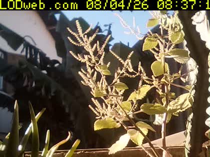 2026-08-04