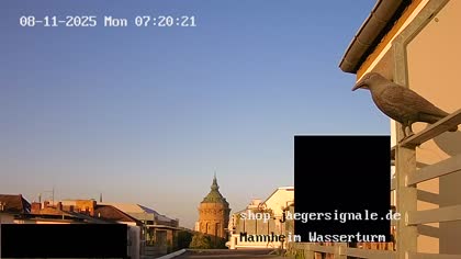 2025-08-11