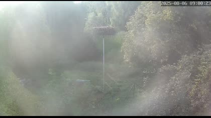 2025-08-06