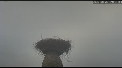 2025-08-29