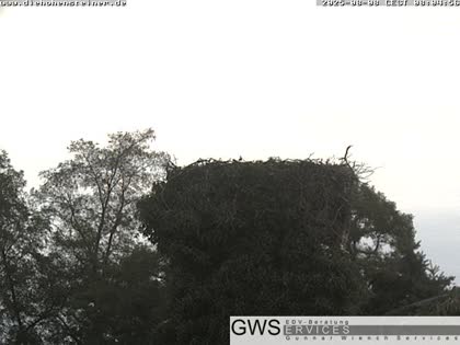 2025-08-08