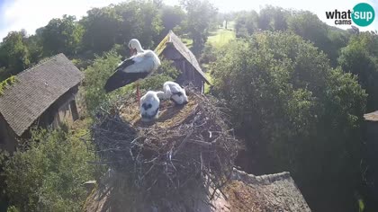2026-06-12