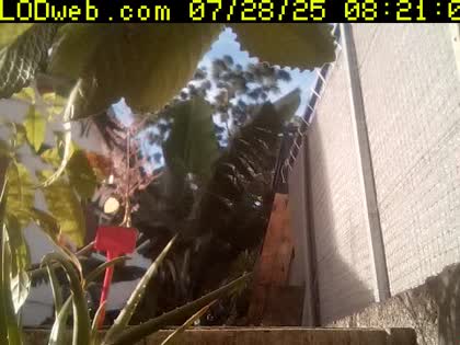 2025-07-28