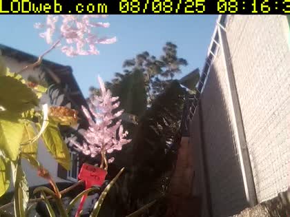 2025-08-08