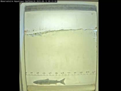 2025-08-12