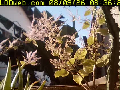 2026-08-09