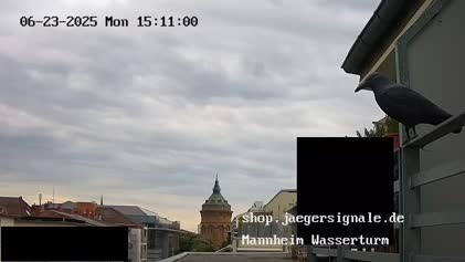 2025-06-24