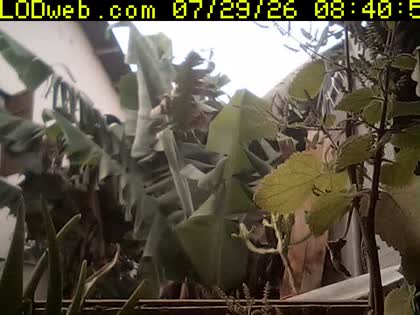 2026-07-29