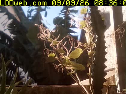 2026-09-09