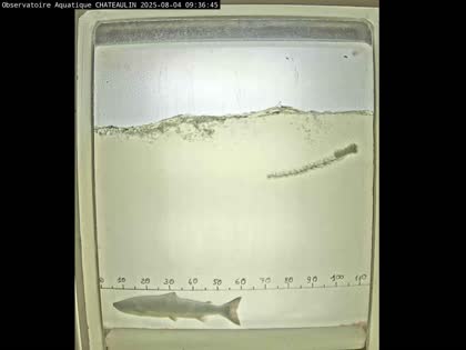 2025-08-04