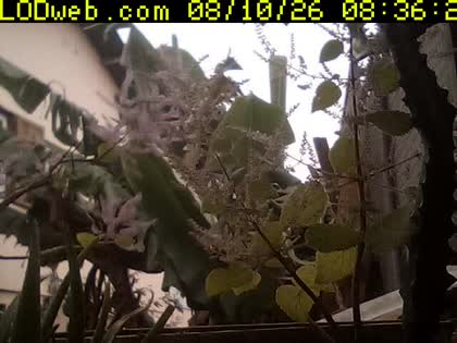 2026-08-10