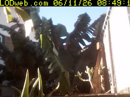 2026-06-11