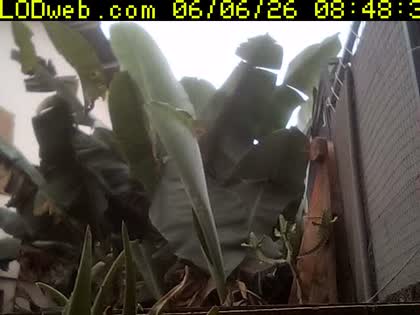 2026-06-06