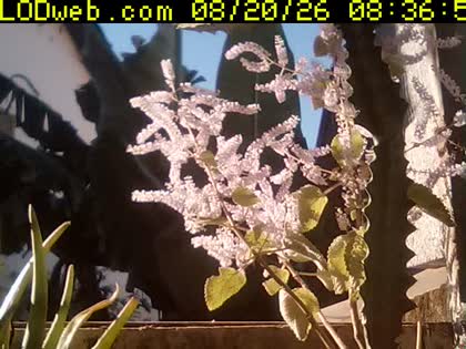 2026-08-20