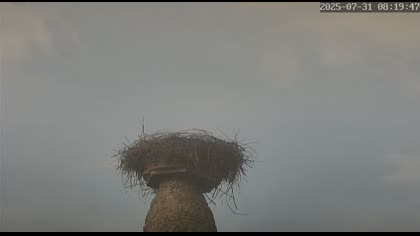 2025-07-31