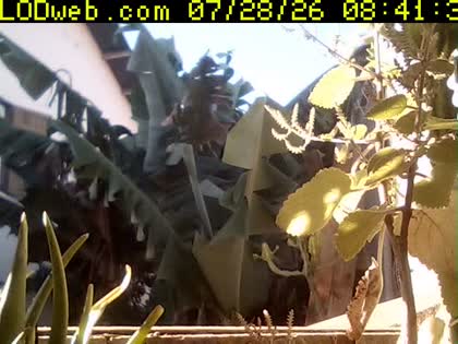 2026-07-28