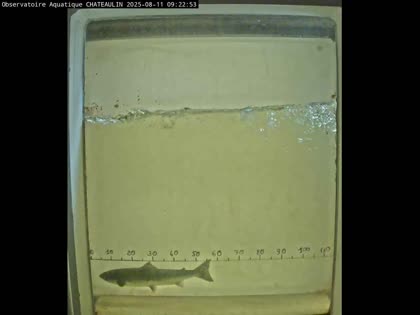 2025-08-11