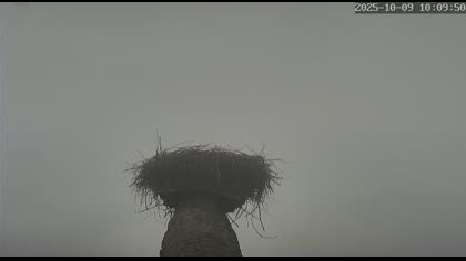 2025-10-09