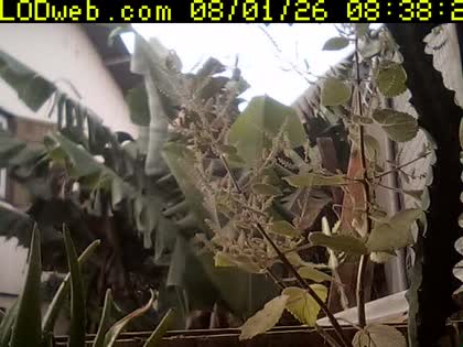 2026-08-01