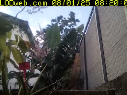 2025-08-01