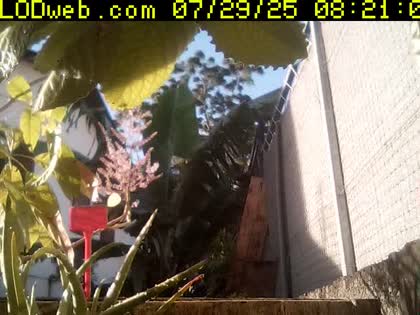 2025-07-29