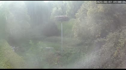 2025-08-07