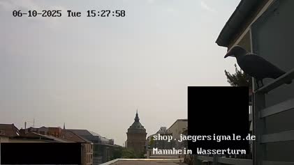 2025-06-11