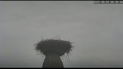 2025-08-09