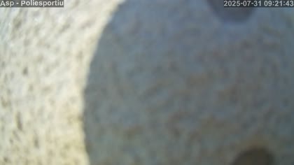 2025-07-31