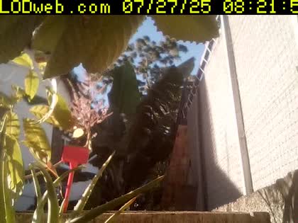 2025-07-27