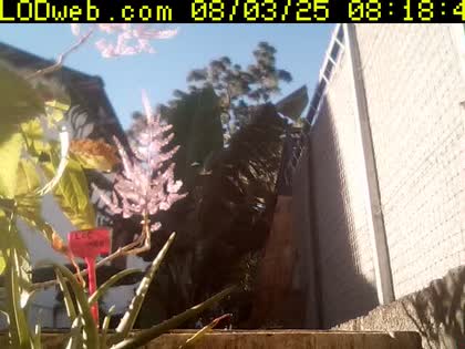2025-08-03