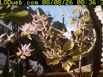 2026-08-08