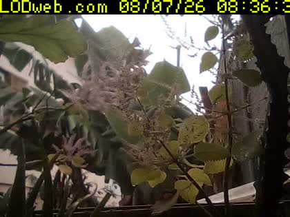 2026-08-07