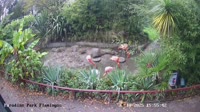 Hayle - Paradise Park - Flamingi