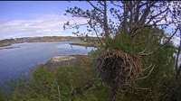 Smøla - Orle gniazdo