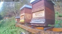 Aggsbach Dorf - Abejas