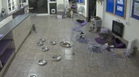 Santon - Mann Cat Sanctuary