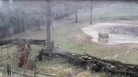 Brno - Zoo - Poliariniai lokiai