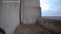 Lidsas - Peregrine Falcons