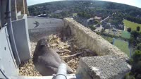 Norwich - Peregrine falcons