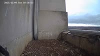 Lidsas - Peregrine Falcons