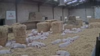 Hilter am Teutoburger Wald - Ferme porcine