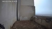 Leeds - Peregrine Falcons