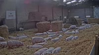 Hitler - Pig farm
