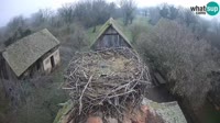 Jasenovac - Lonjsko polje - Storks