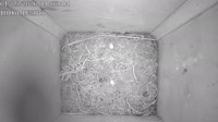 Nest box