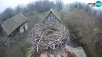 Jasenovac - Lonjsko polje - Storks