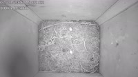 Nest box
