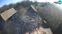Jasenovac - Lonjsko polje - Storks